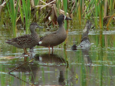 Pair of Blue-winged Teals