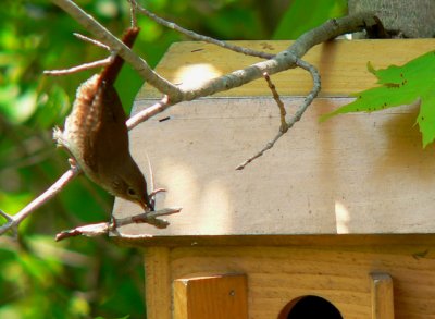 House Wrens have their own homes but need to be discouraged from nesting in the bluebird houses