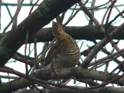 Ruffed Grouse high in the tree eating buds