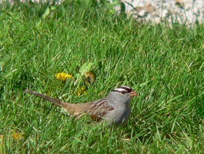 White-crowned Sparrow drops by in the spring and autumn. It nests further north