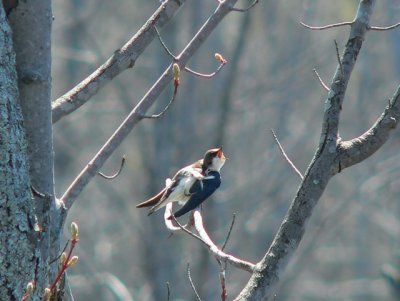 Bank Swallow