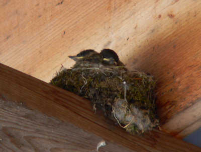 Second nest of Eastern Phoebes