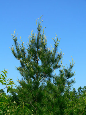  White Pine