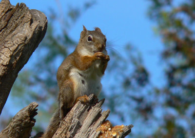 Red Squirrel - fast and determined.