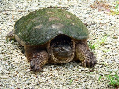 Snapping turtle - cannot withdraw into its shell, thus it defends itself by snapping.