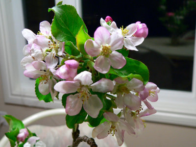 Apple-Blossoms