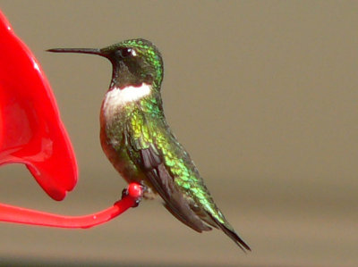 Ruby-throated Hummingbird Male