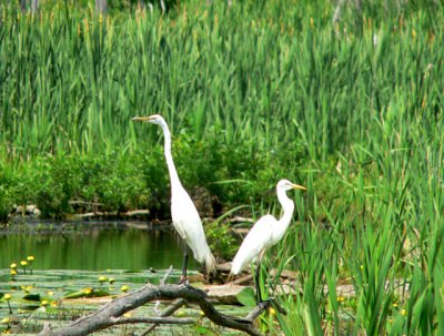 Great Egrets