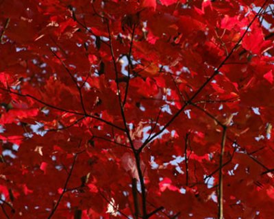 Fiery Leaves