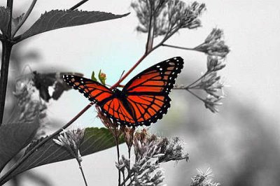 Red Butterfly