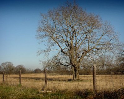 Winter-Tree-and-Fence.jpg
