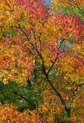 Fall-Colors.jpg
