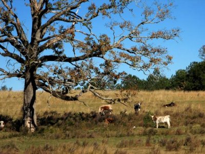 cows_and_tree_1.jpg