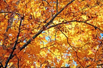 Canopy of Gold