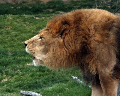 The Mighty Roar