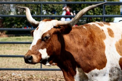 Longhorn