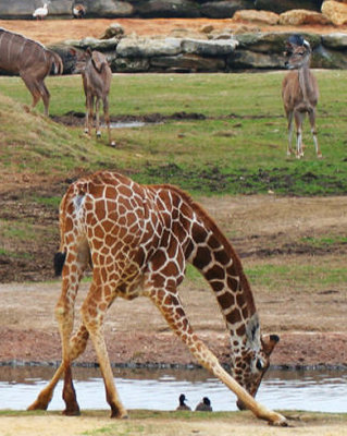 Assignment #9 - Mar '07 - At The Zoo