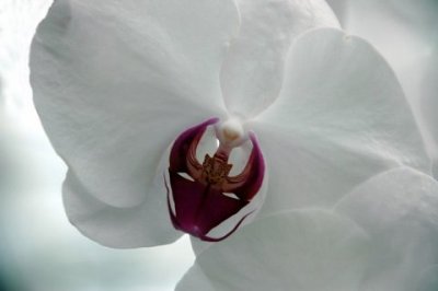 Summer Orchid