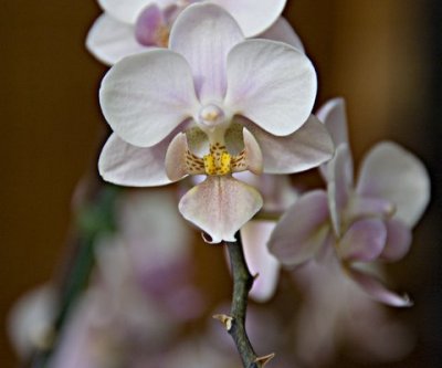 Orchid Spots