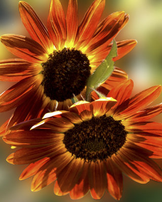 Backlit Sunflowers
