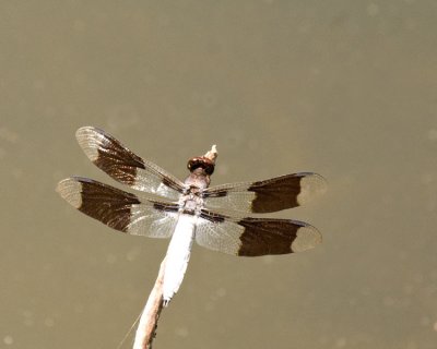 8-spotted Skimmer dragonfly
