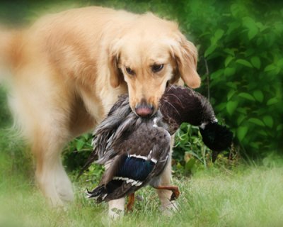 Dreaming of Ducks