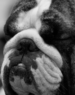 Let Sleeping Dogs Lie