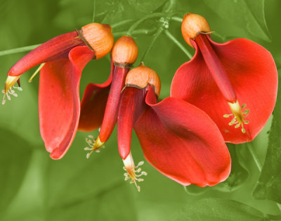 Groundnut Quartet