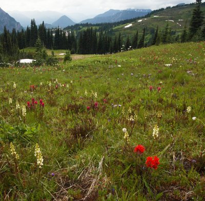 Meadows on Rainier, Washington