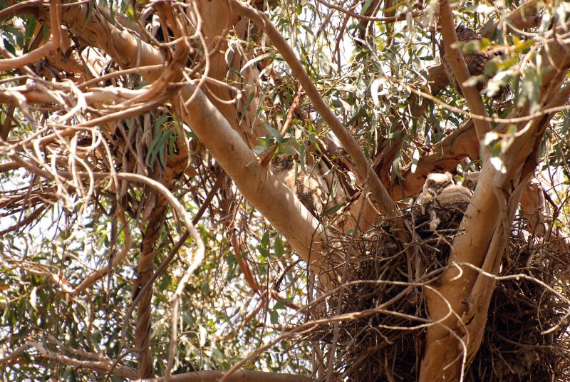 owls-nesting.jpg