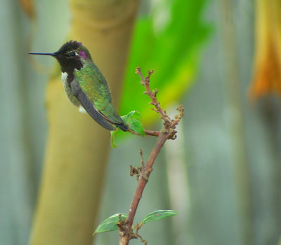hummingbird  at rest.jpg