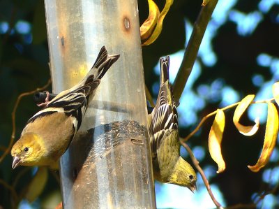 gold finches.jpg