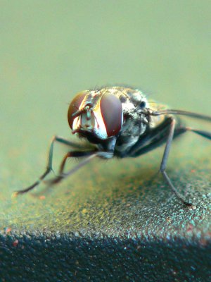 fly.jpg