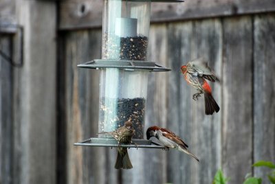 finches-2007.jpg