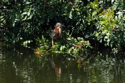 green-heron. Eldorado park Nature Center