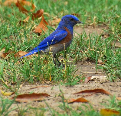 western-bluebird.Eldorado Park Long Beach CA