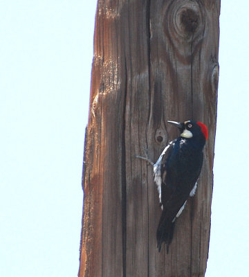 acorn-woodpecker.jpg