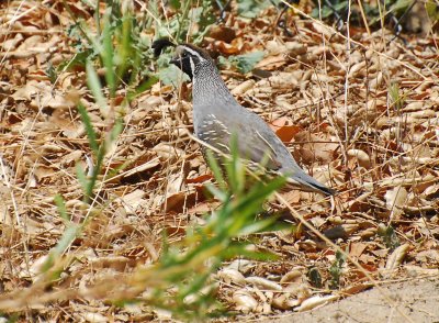 california-quail.jpg