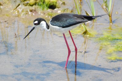 black necked stilt.jpg