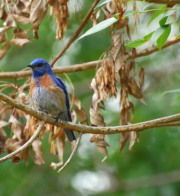 western-bluebird.jpg2.jpg
