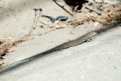 western whiptail