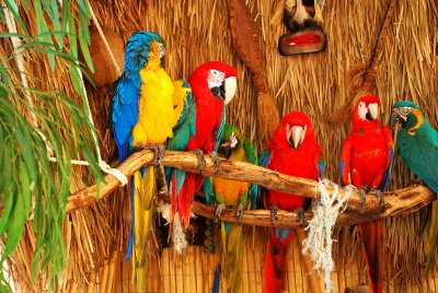 macaws.jpg