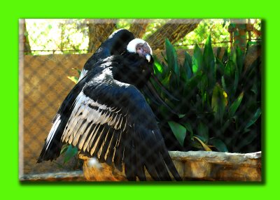 andean condor.jpg