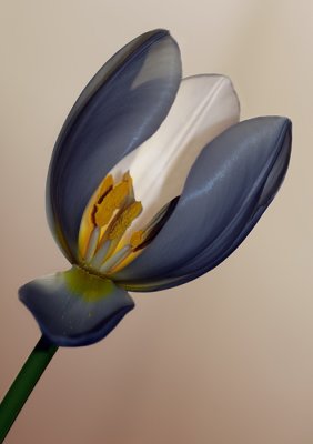 Tulipe 05