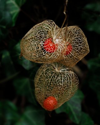 Amours en cage (Physalis)