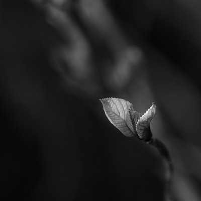 Hortensia leaf