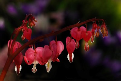 Bleeding hearts