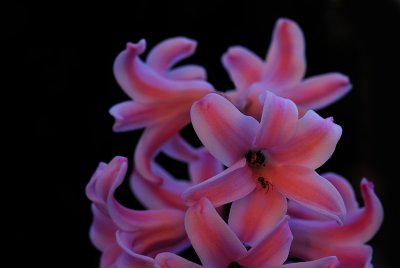 La petite araigne de nuit