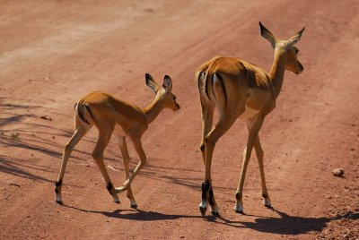 Gazelles