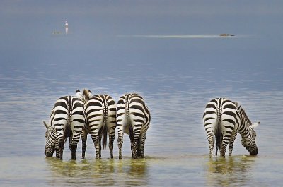 zebras in a row